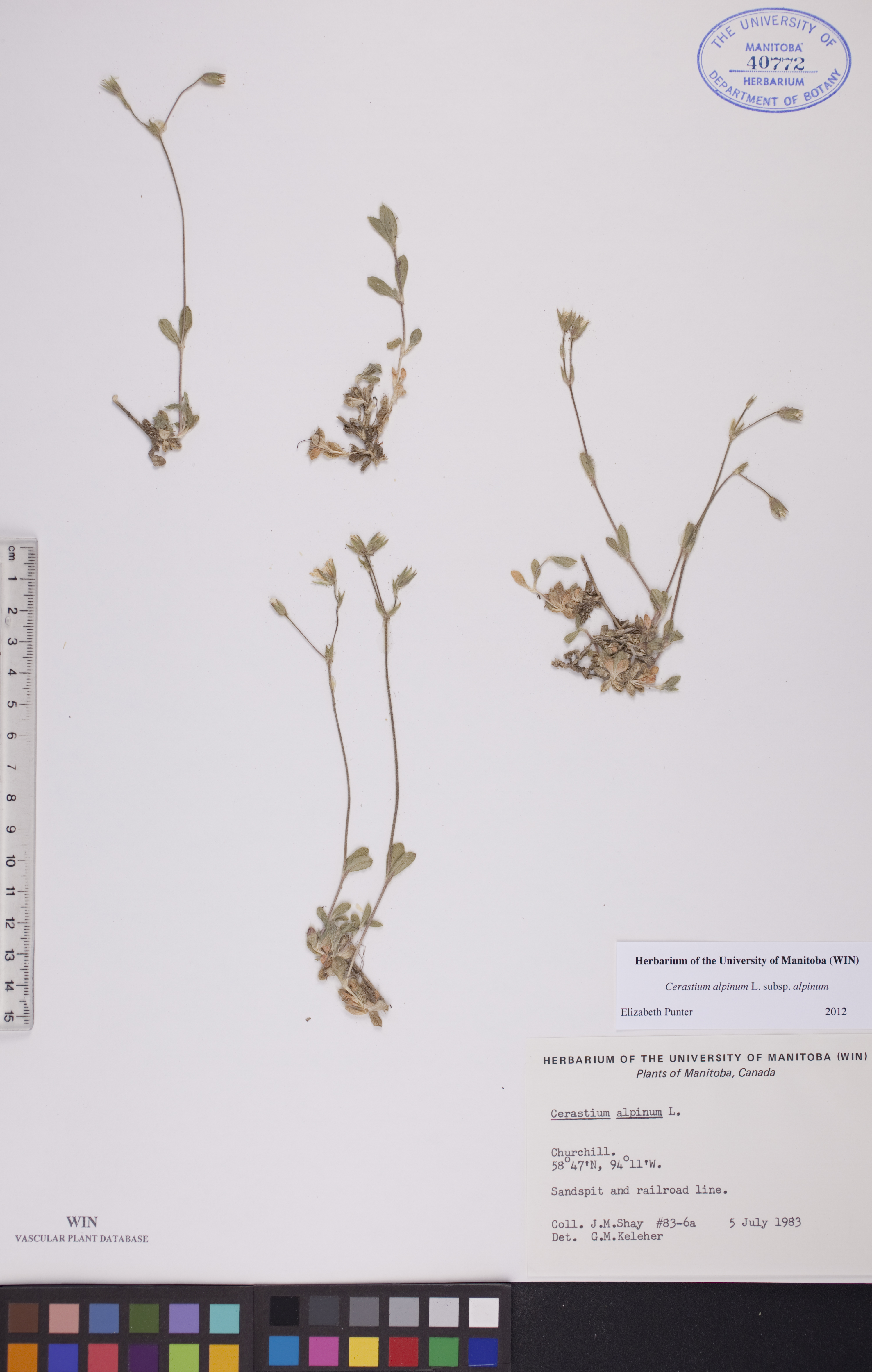 Cerastium alpinum subsp. alpinum image